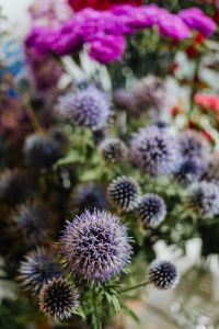 Kaboompics - Various multicolored fresh flowers