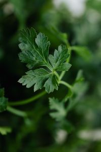 Kaboompics - Single Flat-Leaf Parsley Sprig in Dark Green Light, Vertical Herb Background for Recipe Design