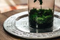 Kaboompics - Tiny little forest in a jar