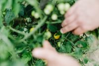 Kaboompics - Gardener Reaching Through Foliage to Pick Small Tomatoes
