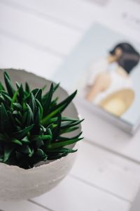 Kaboompics - Green plant with magazines