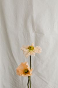 Kaboompics - Abstract Floral Detail on White Fabric