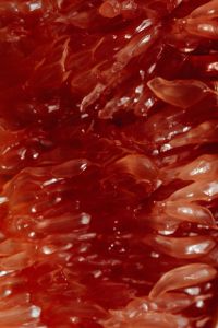 Kaboompics - Grapefruit Flesh Macro Texture Close-Up