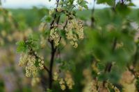 Kaboompics - Close-ups of leaves, flowers and fruit on trees, part 1