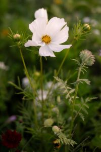 Kaboompics - White Cosmos Flower in Bloom