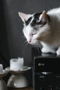 Black and White Cats at Home: Pet Portraits on a Stereo and Living Room Sofa