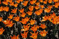 Kaboompics - Orange Tulip Petals in Botanical Garden Close Up