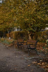 Kaboompics - Empty Park Benches Beneath Golden Autumn Trees, City Park Path