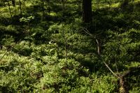 Kaboompics - Sunlit Woodland Ground Cover and Forest Texture