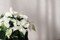Kaboompics - Close Up of Potted White Poinsettia