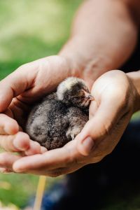 Kaboompics - Yellow Baby Chick in a Woven Basket