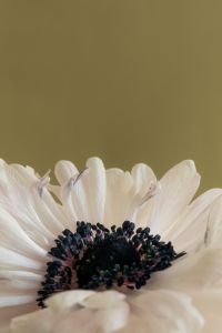 Kaboompics - White Flower Center Macro Against Neutral Background