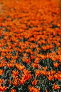 Kaboompics - Orange Tulip Stems Rising Through Spring Foliage