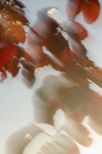 Kaboompics - Blurred Red Plum Leaves Sky Background