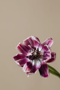Kaboompics - Purple And White Dried Flower Portrait