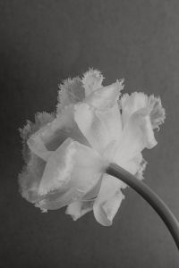 Kaboompics - Black and White Frilled Flower Close-Up