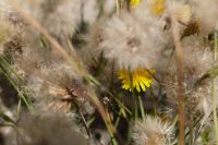 Kaboompics - Soft Coastal Wildflowers Aesthetic Background