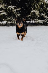 Kaboompics - Small Black-and-Tan Dog Standing Alone in Snow beneath Evergreen Trees