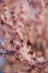 Kaboompics - Pink Cherry Plum Flowers along Pale Pink Bokeh Background