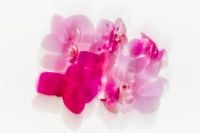 Kaboompics - Soft Pink Orchid Group Abstract Background