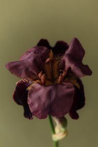 Kaboompics - Open Purple Iris Flower on Olive Green Background