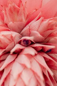 Kaboompics - Striped Houseplant Leaves and Pink Flower