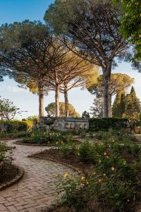 Kaboompics - Pine-Lined Rose Garden Walkway at Villa Cimbrone in Ravello