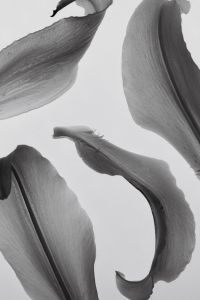 Kaboompics - Black And White Lily Petals Artistic Botanical Study