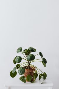Kaboompics - Pilea Houseplant With Round Leaves on White Background