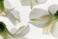 Kaboompics - White Blossoms Framing Central Copy Space on a Bright Background, Horizontal Floral Composition
