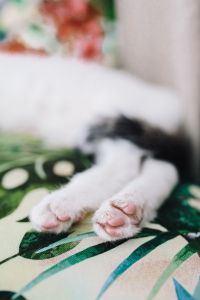 Kaboompics - Essential element to support a wall unit - the cat