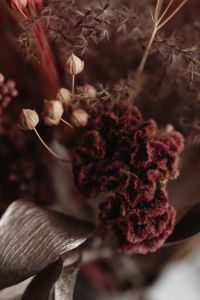 Kaboompics - Burgundy Dried Flower And Delicate Seed Pods Macro
