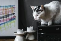 Kaboompics - White Cat Lounging on a Stereo Receiver in a Cozy Home
