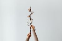 Kaboompics - White Cotton Branch on Pale Background for Natural Product Layouts