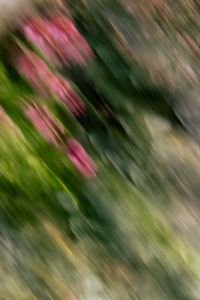 Kaboompics - Pink Garden Flowers in Abstract Motion Blur