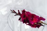 Kaboompics - Close-Up Magenta Gladiolus Reflected in a Round Mirror