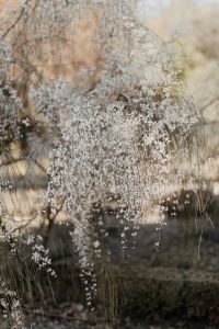 Kaboompics - Real Jardin Botanico, Madrid, Spain