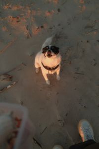 Kaboompics - Small Dog Looking Up at Person on Sandy Beach at Sunset