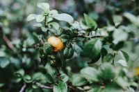 Kaboompics - Fruit between the leaves on a branch
