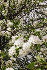 Kaboompics - Flowering Tree Crown Against Blue Spring Sky