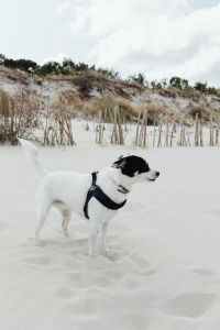 Kaboompics - White and Black Dog Standing in Profile on Sandy Dunes beside Coastal Shrubs