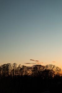 Golden Sunset Over Bare Forest Silhouettes for Nature and Landscape Backgrounds