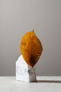 Kaboompics - Golden Autumn Leaf Standing Against a White Marble Block