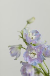 Kaboompics - Soft Focus Pale Blue Flower Close-Up with Floral Background