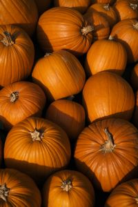 Kaboompics - Large Orange Pumpkins in Dappled Sunlight
