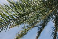 Kaboompics - Green palm tree