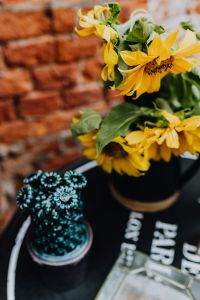 Kaboompics - Sunflower
