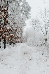 Kaboompics - Frozen Grass And Snow Texture In Winter Forest