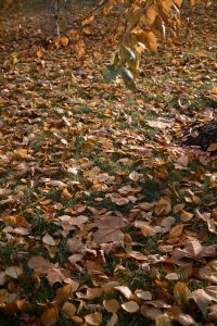 Kaboompics - Pigeon on a Leaf-Covered Path in an Autumn Park