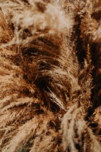 Kaboompics - Soft-Focus Pampas Grass Plumes in a Close-Up